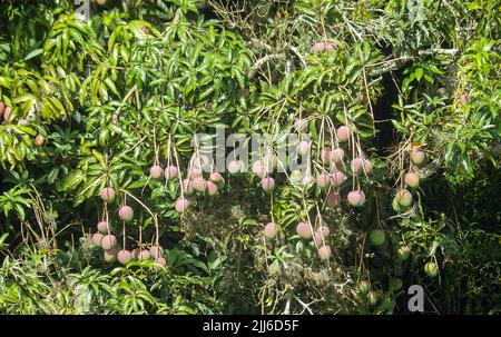 Miyazaki mangoes on tree Stock Photo