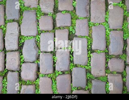 Old Cobblestone pavement street with green grass growing between the stones. Stock Photo