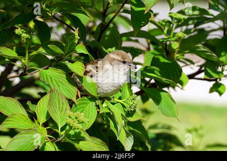 House sparrow (female), Haussperling, Spatz, Hausspatz, Moineau domestique, Passer domesticus, házi veréb, USA, North America Stock Photo