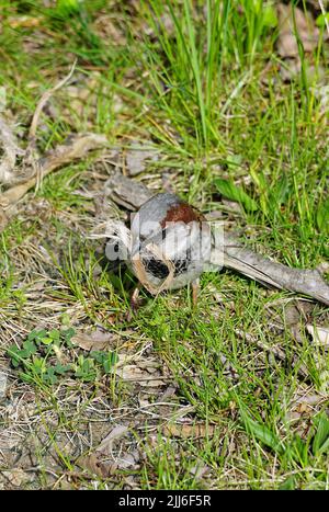 House sparrow (male), Haussperling, Spatz, Hausspatz, Moineau domestique, Passer domesticus, házi veréb, USA, North America Stock Photo