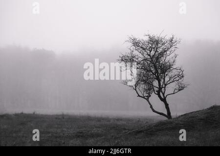 Black and White image of a lone tree in a misty field Stock Photo