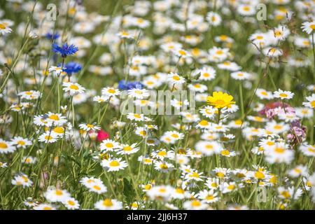 Flowering british wild flowers in a wild flower meadow. Stock Photo