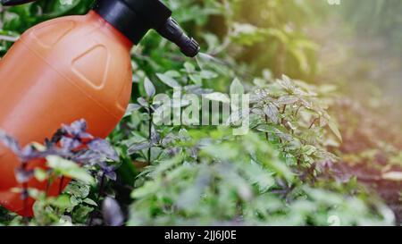 Gardener watering basil plant growing in home garden. Fresh leaves of Genovese herb. Can be used in quality medicine, cooking spices. Also known as Stock Photo