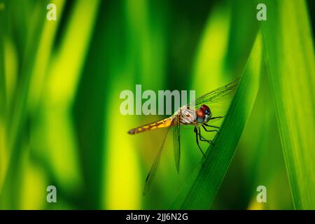 A female blue dasher dragonfly takes a rest on a reed near a pond. Stock Photo
