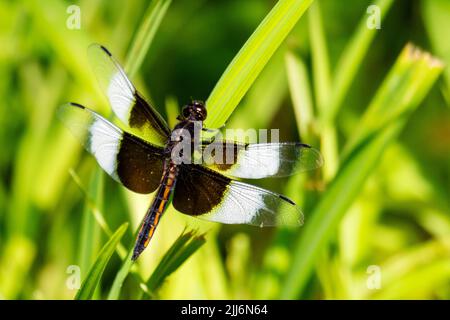 An immature male widow skimmer dragonfly. Stock Photo
