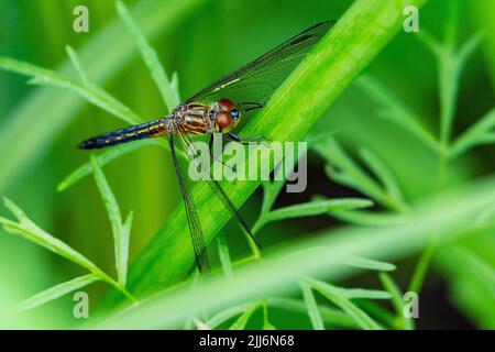 A female blue dasher dragonfly rests on a reed. Stock Photo