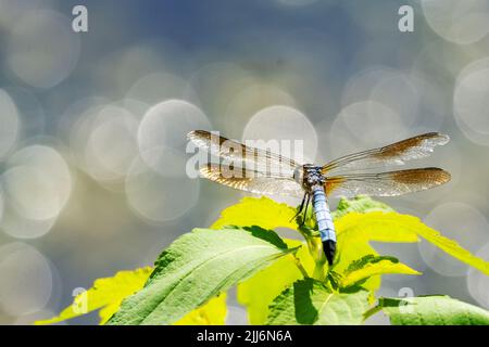 A male blue dasher dragonfly rests lightly on a leaf.  Lake water reflected in the background with bokeh. Stock Photo