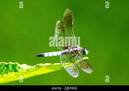A male blue dasher dragonfly rests lightly on a leaf.  Side view. Stock Photo