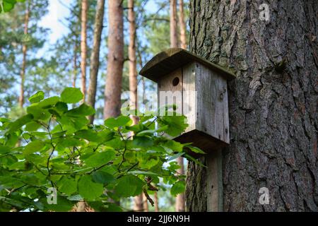 Bird house on a old tree. Wooden birdhouse, nesting box for songbirds in park or forest. Stock Photo