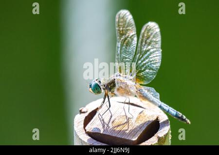 A male blue dasher dragonfly rests lightly on a pipe.  Side view. Stock Photo