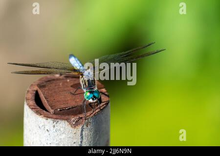 A male blue dasher dragonfly rests lightly on a pipe.  Front view. Stock Photo