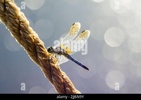 A male blue dasher dragonfly rests lightly on a rope.  Lake water blurred out in the background with bokeh. Stock Photo