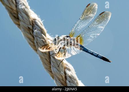 A male blue dasher dragonfly rests lightly on a rope. Stock Photo