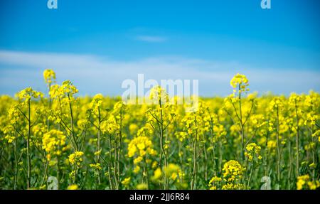 Rapeseed field in romania from which oil is made Stock Photo