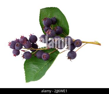 Saskatoon berries isolated on white background. Amelanchier, shadbush, juneberry, irga or sugarplum ripe berries Stock Photo