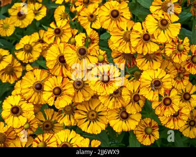 Helenium sneezeweed flowers after a rain shower Stock Photo