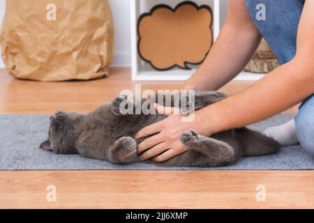 A man plays with his hands with a gray cat chartreuse. Dangerous games. Stock Photo