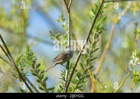 Blackcap Sylvia atricapilla, adult male perched in willow, Langford Lakes, Wiltshire, UK, April Stock Photo