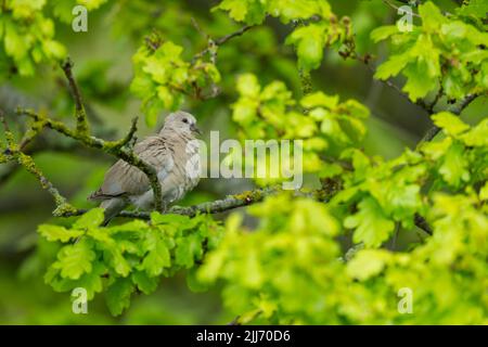 Eurasian collared dove Streptopelia decaocto, juvenile perched in English oak Quercus robur, Weston-Super-Mare, Somerset, UK, May Stock Photo