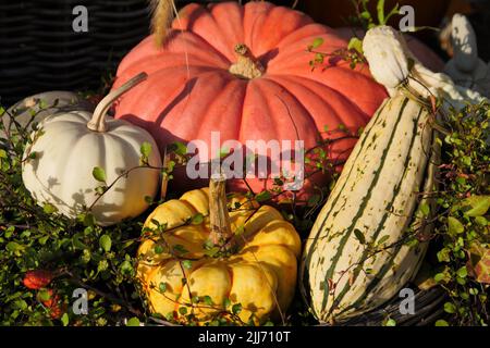 Small assortment of pumpkin fruits in a decorative setting. Pumpkins have a double use, Stock Photo