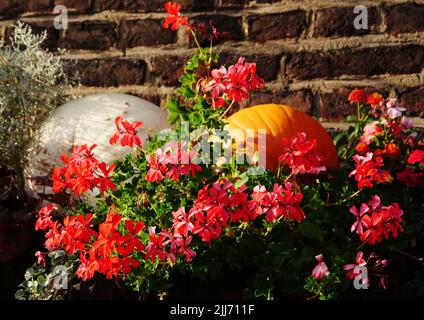 Red flowering hanging geraniums in front of a red brick wall, decorative draped pumpkins. A good example of how to create an autumnal atmosphere Stock Photo