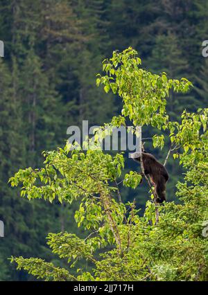 Brown or perhaps black bear cub climbing high into a tree in search of new foliage to eat in Alaska Stock Photo