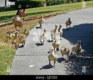 Canada geese, Branta canadensis, with goslings in Union City civic center, California. USA Stock Photo