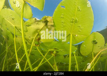 American white water lily (Nymphaea odorata) lily pads growing in a lake in Wisconsin, North America. Stock Photo