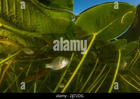 Juvenile bluegill (Lepomis macrochirus), a common freshwater fish in much of North America, photographed in a lake in Wisconsin. Stock Photo