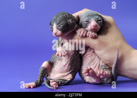 Cattery female worker shows kittens of Canadian Sphynx on blue background. In her hand are two weeks old bicolor kittens Stock Photo