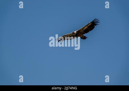 detailed close up of Griffon vulture, Eurasion griffon (Gyps fulvus) in soaring flight Stock Photo