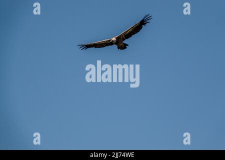 Griffon vulture, Eurasion griffon (Gyps fulvus) in soaring flight Stock Photo