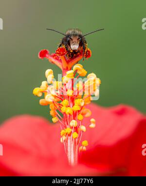 Male mason bee (osmia) covered in pollen, resting on a hibiscus flower - vibrant yellow and red Stock Photo