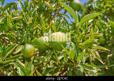 Closeup of green mandarin oranges and citrus growing on lush tree branches on a sustainable orchard farm in remote countryside. Farming fresh and Stock Photo