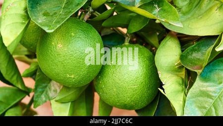 Two ripening limes growing on a tree in a yard or organic agriculture orchard farm. Closeup of lush citrus fruit plant with green leaves during Stock Photo