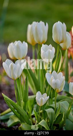 Closeup of white tulips growing, blossoming and flowering in a lush green meadow or cultivated home garden. Bunch of decorative plants blooming in a Stock Photo