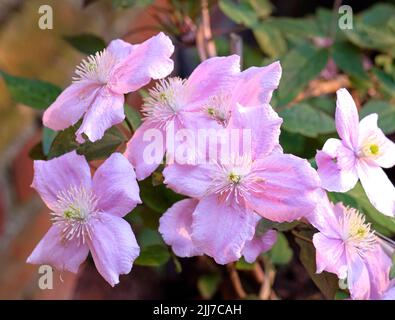 Closeup of clematis florida flowers growing on a lush green bush in a landscaped home garden. Passionflower plants blossoming, blooming, and flowering Stock Photo