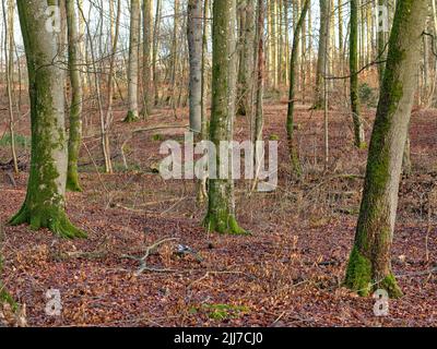 Forest trees in autumn with dry leaves on the ground. Low angle landscape of many tree trunks in a wood land or the woods during fall season. Old Stock Photo