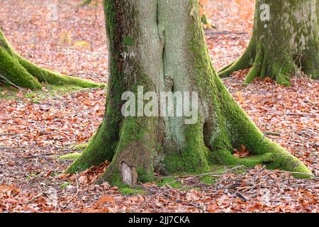 The roots of a tree trunk covered in moss outdoors in a park during autumn. Big and old trees in nature with brown leaves on the ground. View of the Stock Photo
