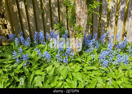 Bluebell flowers growing in a lush green backyard garden in summer. Flowering plants beginning to blossom and flourish against a fence in a yard Stock Photo