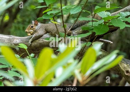 Eastern gray squirrel (Sciurus carolinensis) with two peanuts in its mouth and sprawled on tree limb at Meeks Park in Blairsville, Georgia. (USA) Stock Photo