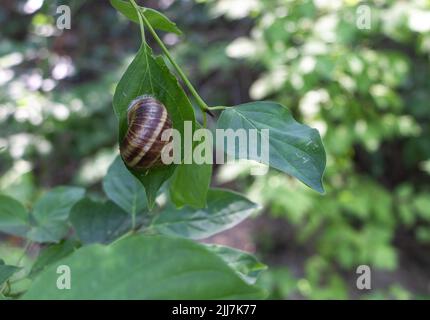 A lovely Snail sleeping on the leaves of a tree in the wild Stock Photo
