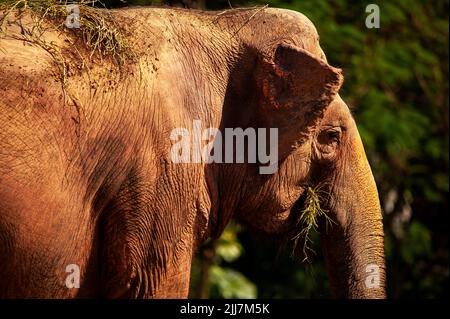 Asiatic elephant has a very tiny ear compared with their African counterpart. Stock Photo