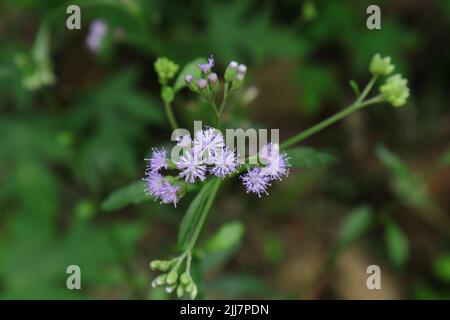 High angle view of few flower heads of a Little Ironweed or Monarakudumbiya (Cyanthillium Cinereum) plant Stock Photo