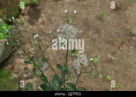 High angle view of dry seed clusters of a Ironweed or Monarakudumbiya (Cyanthillium Cinereum) plant in the garden Stock Photo