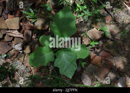 High angle view of a small Turkey Berry (Solanum Torvum) plant growing on the ground surrounded by weeds and broken pieces of roof tiles Stock Photo