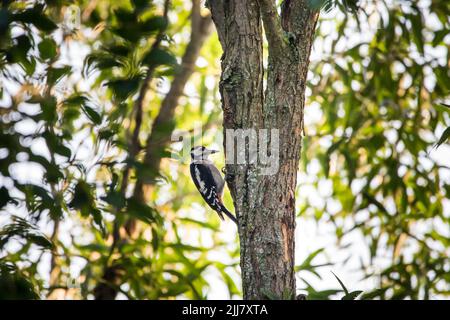 Great spotted woodpecker (Dendrocopos major) pecking in a tree Stock Photo