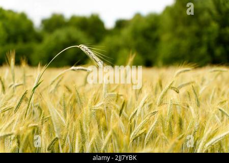 Wheat field in summer at sunset. Ripe ears of wheat on the farm during the summer harvest. Agriculture, cereals and eco nature concept. High quality photo Stock Photo