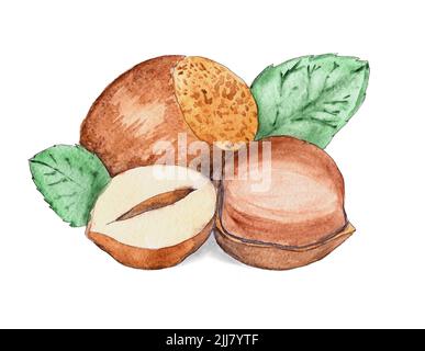 Bright hazelnuts on a white background isolated aquarelle watercolor illustration Stock Photo
