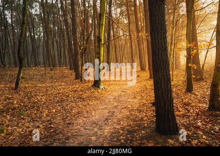 A path through the beauty autumn forest and sunlight Stock Photo